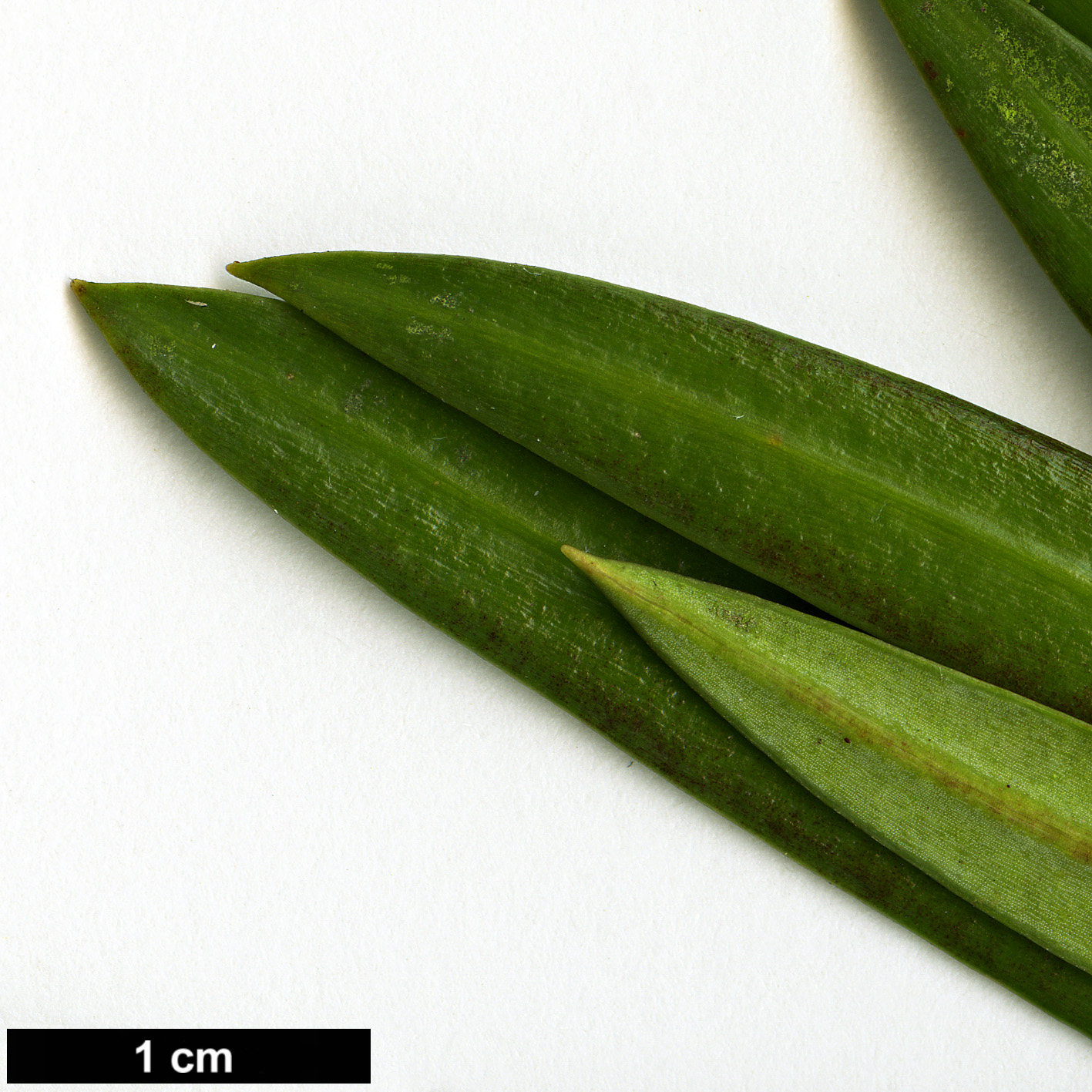 High resolution image: Family: Podocarpaceae - Genus: Podocarpus - Taxon: macrophyllus - SpeciesSub: var. macrophyllus